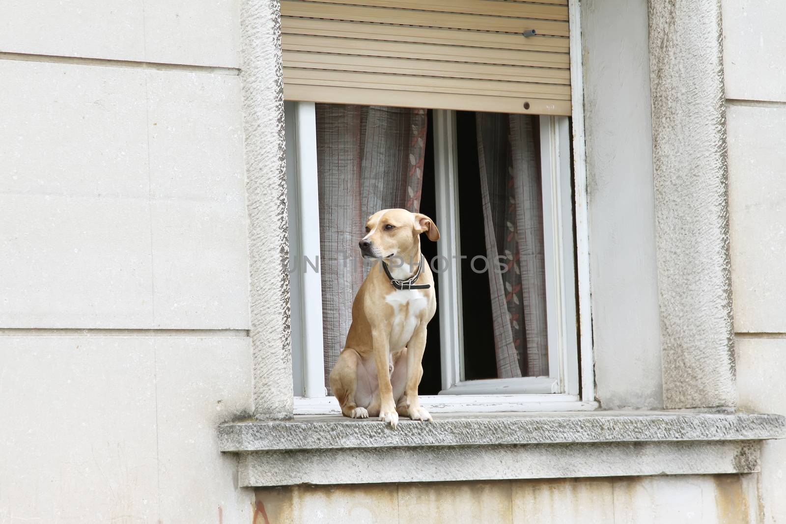 dog on house window have situation under control