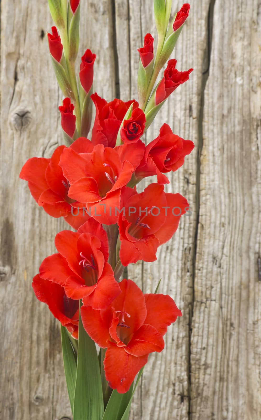red gladiolus flowers on wooden background