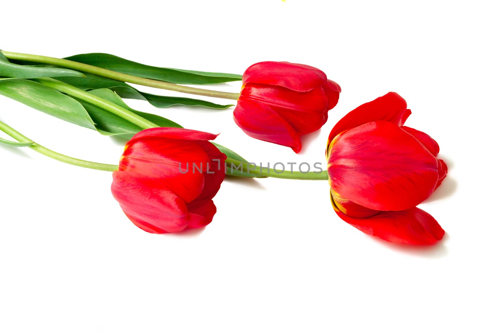 Three big beautiful tulips of bright red color with green leaves on a white background.