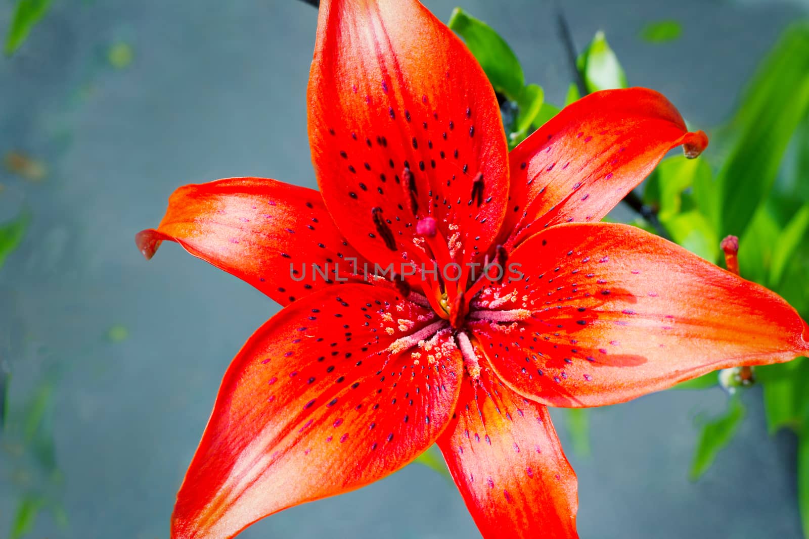 Large bright red flower of a lily on a gray-blue background close up.