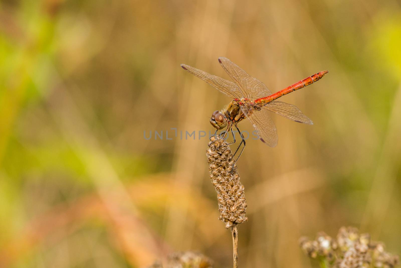 Side view of red dragonfly on perch by frankhoekzema