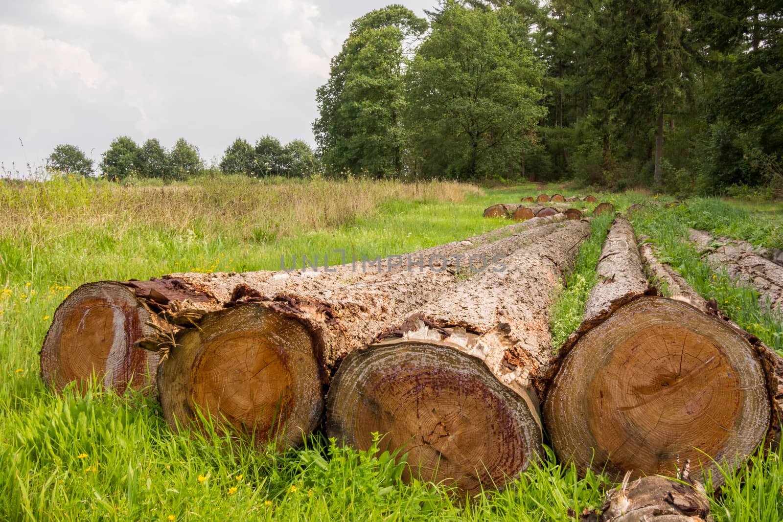 Line of cut down tree trunks in a field in Holland