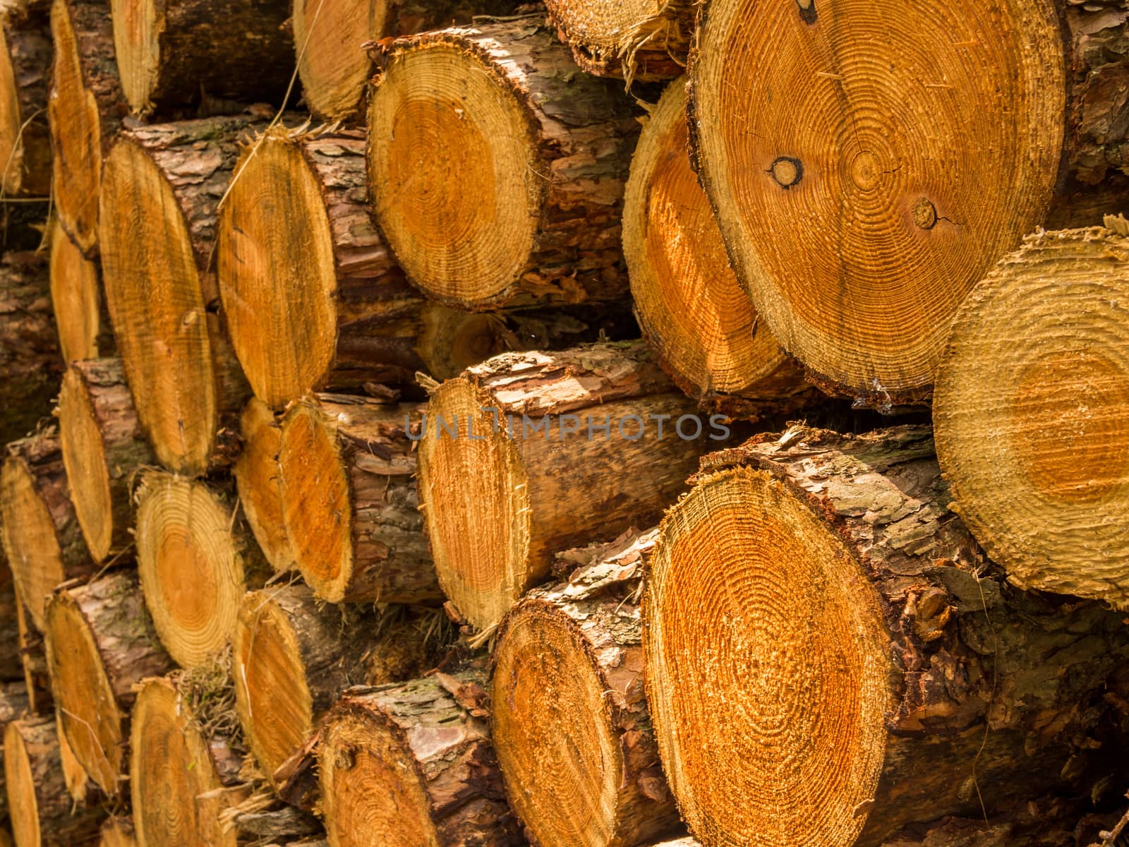 Pile of cut down tree trunks by frankhoekzema