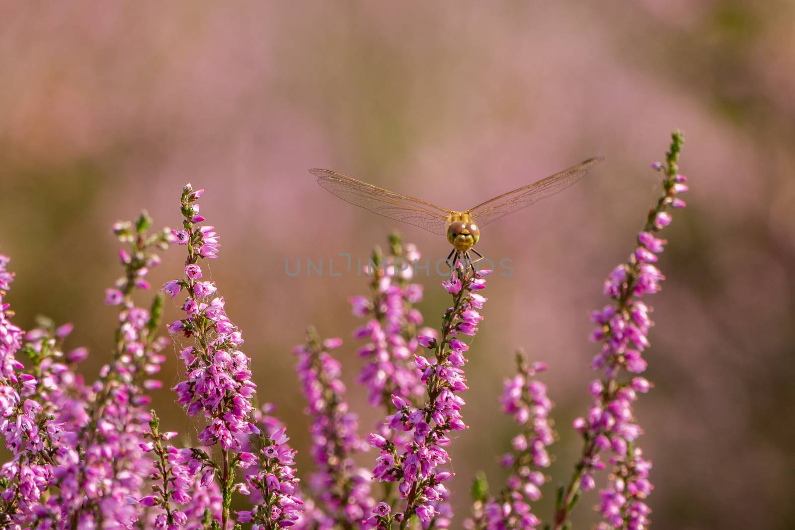 Dragonfly resting on heather by frankhoekzema