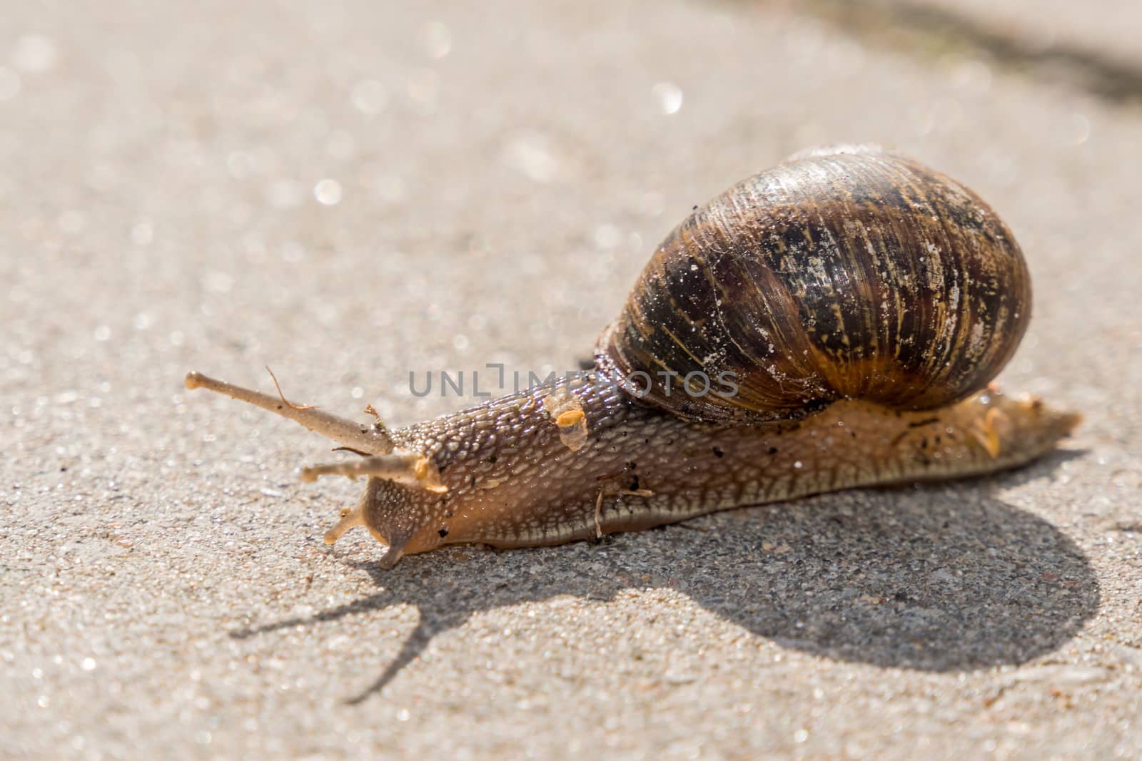 Close up of a snail on a stone path