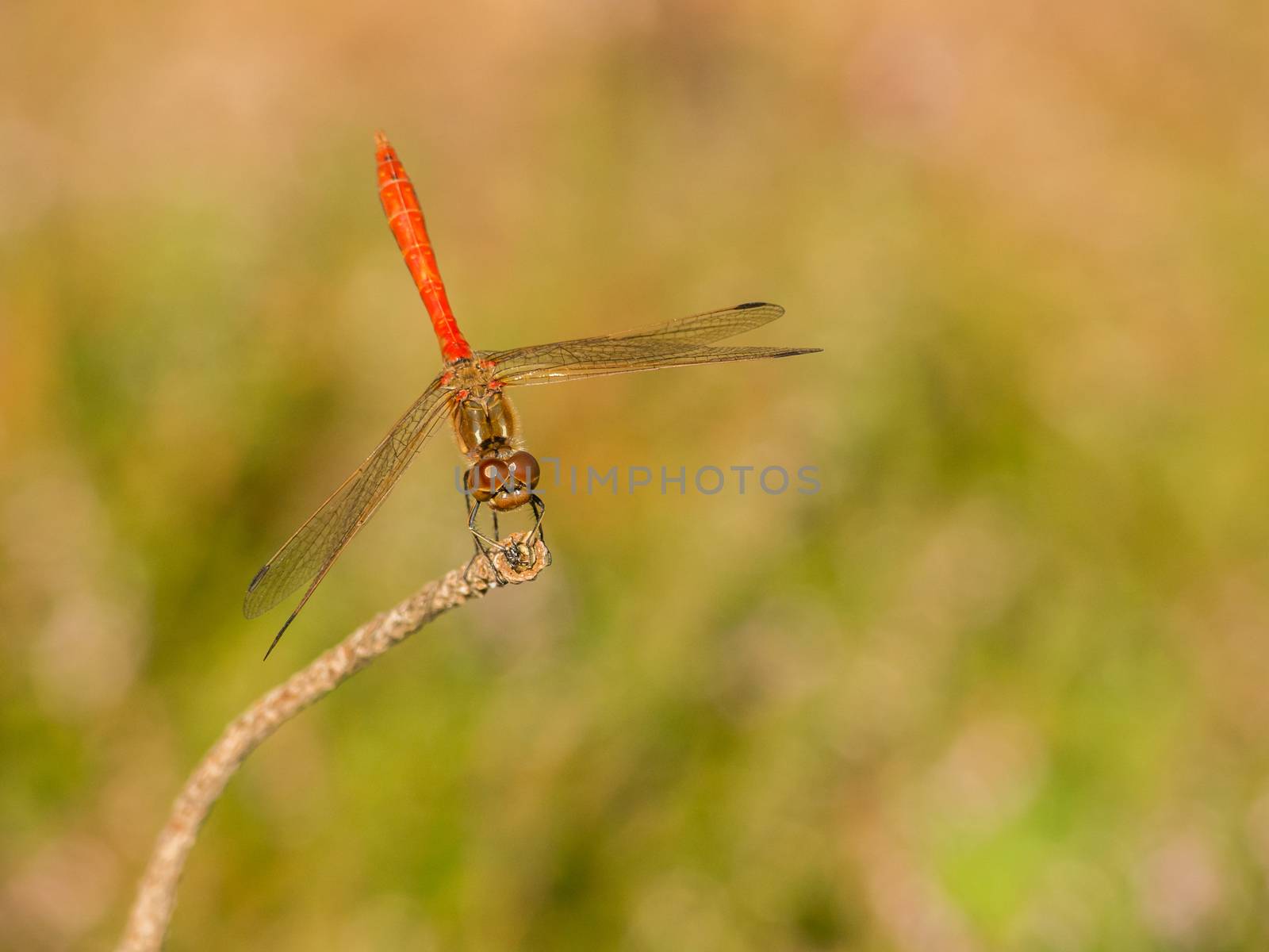Closeup of an isolated red dragonfly on a wooden perch