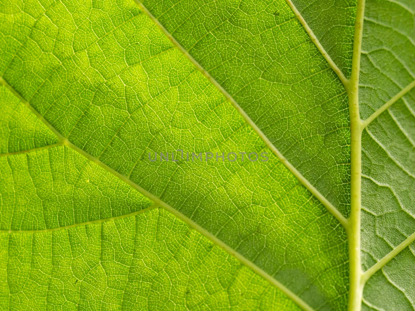 Underside of a big backlit green leaf