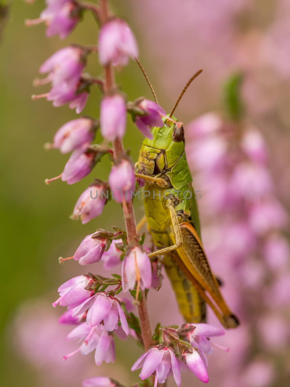 Grasshopper resting in field of heather