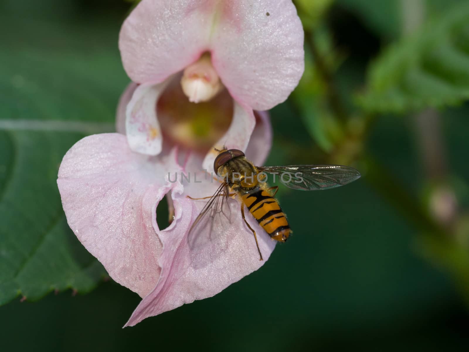 Close up of a wasp on a pink wild flower