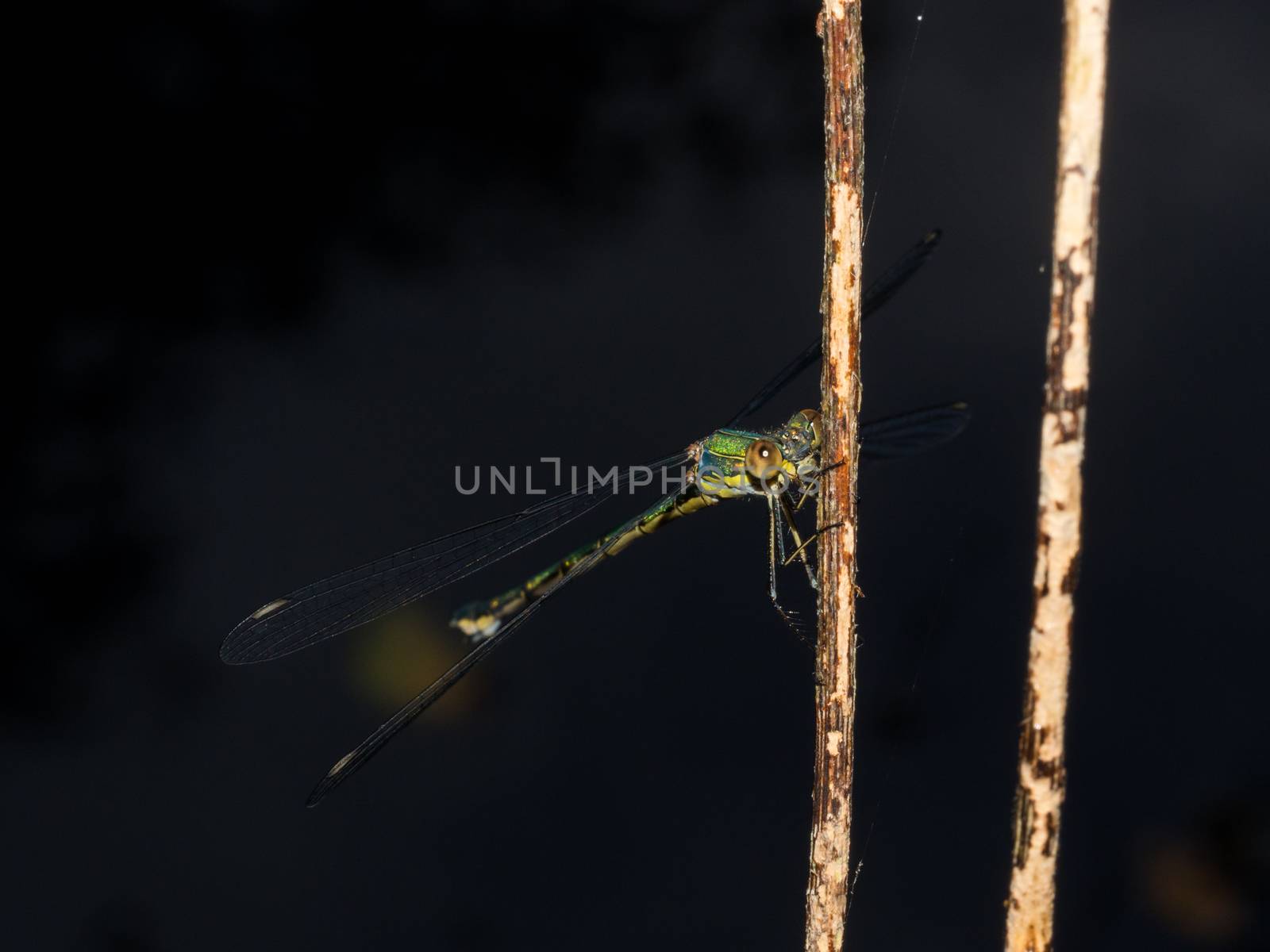 Closeup of green damselfly resting in the evening