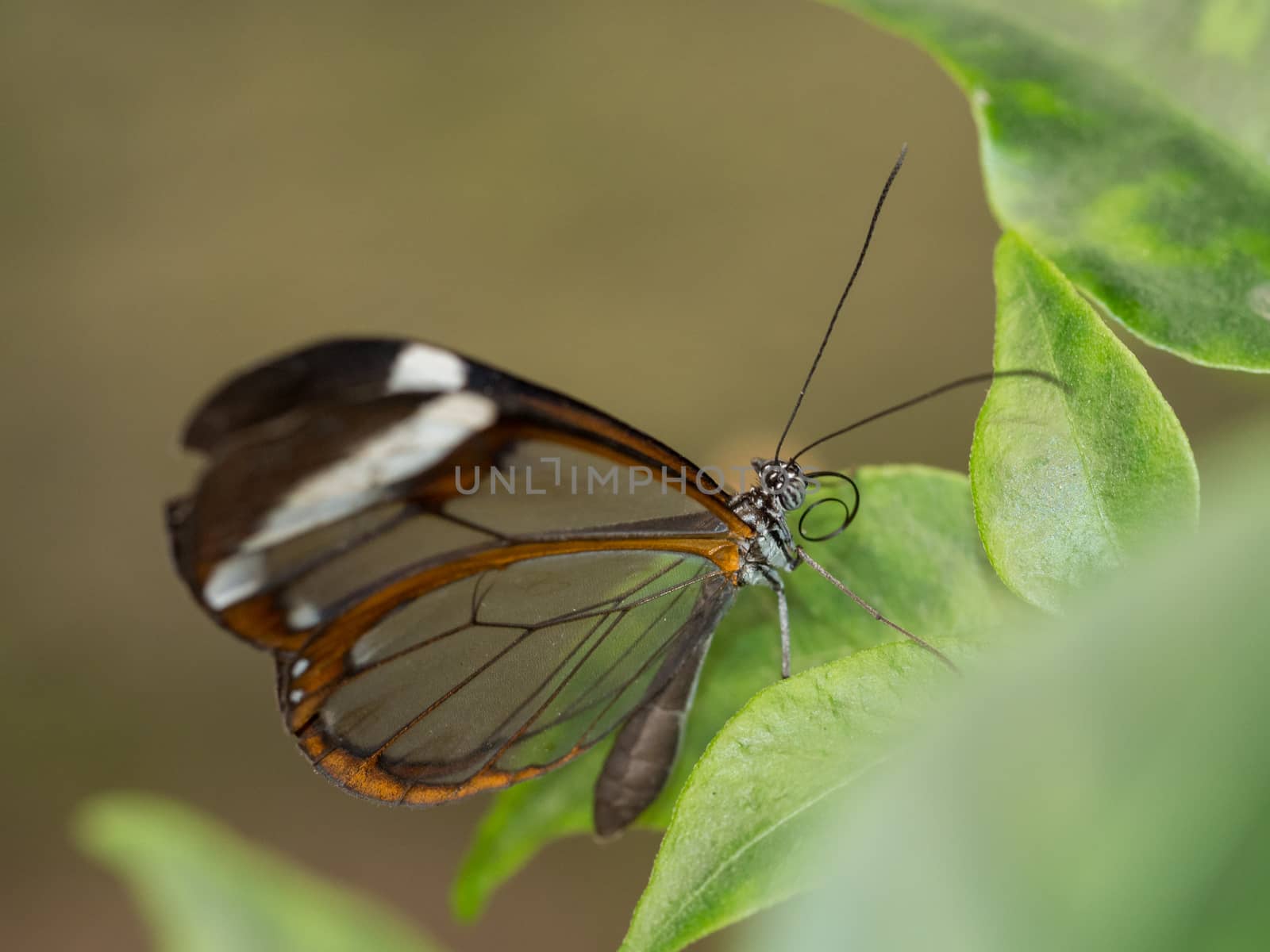 Transparent brown butterfly resting on leaf