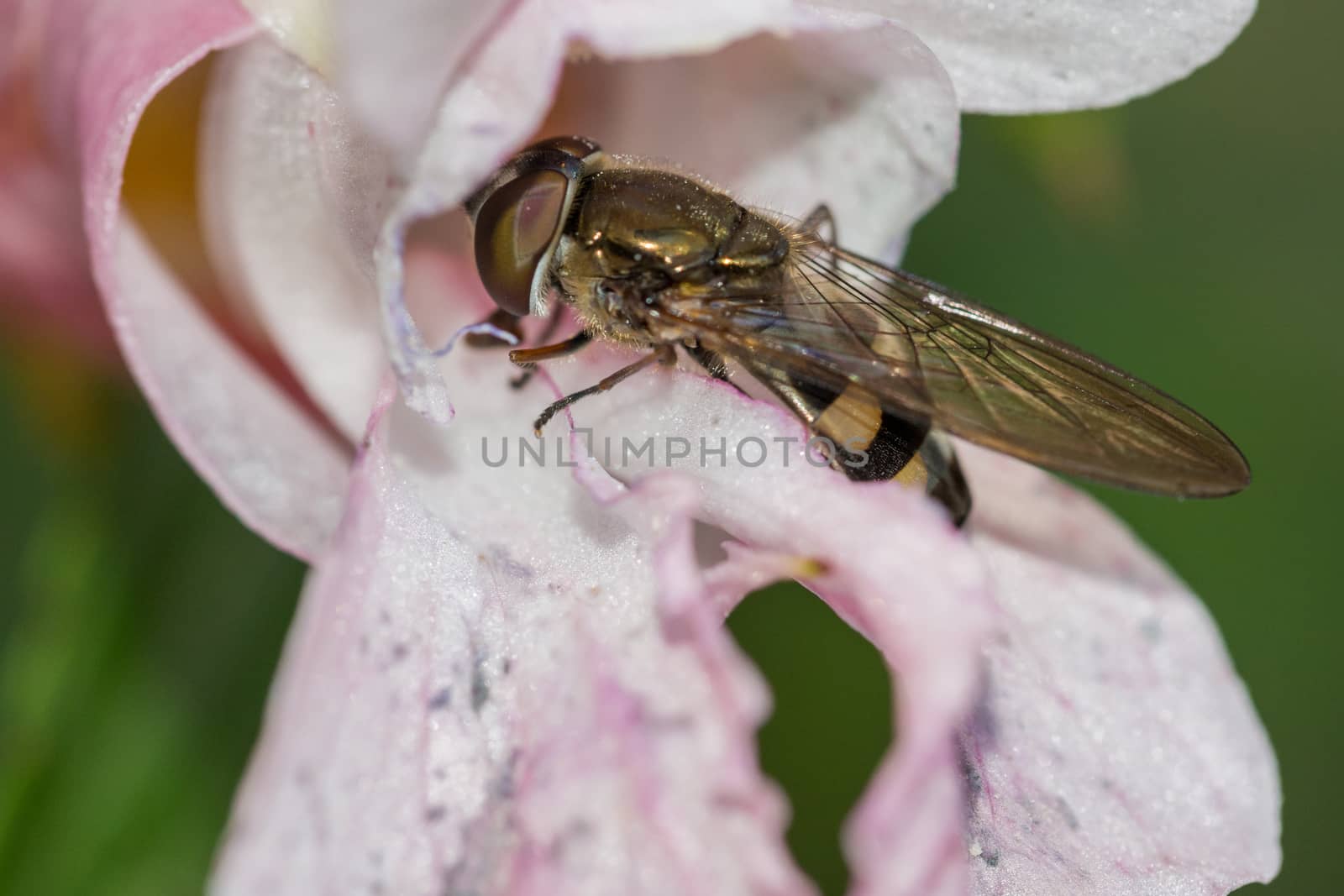 close up of a wasp in a pink wild flower