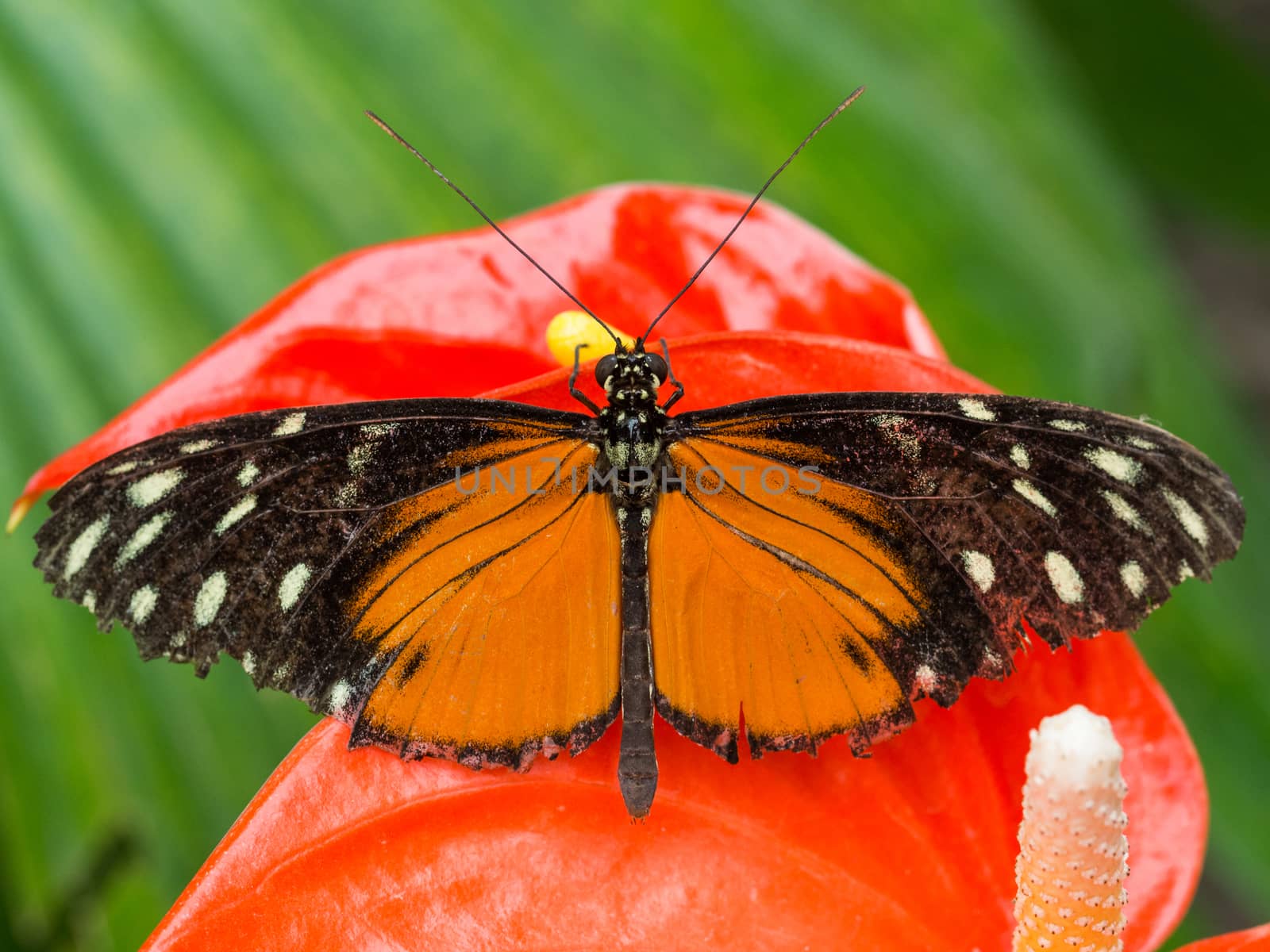 Black and orange spotted butterfly resting on red orchid