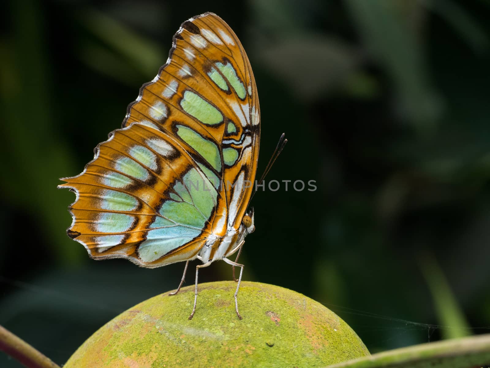 Large green and brown butterfly resting on a stone