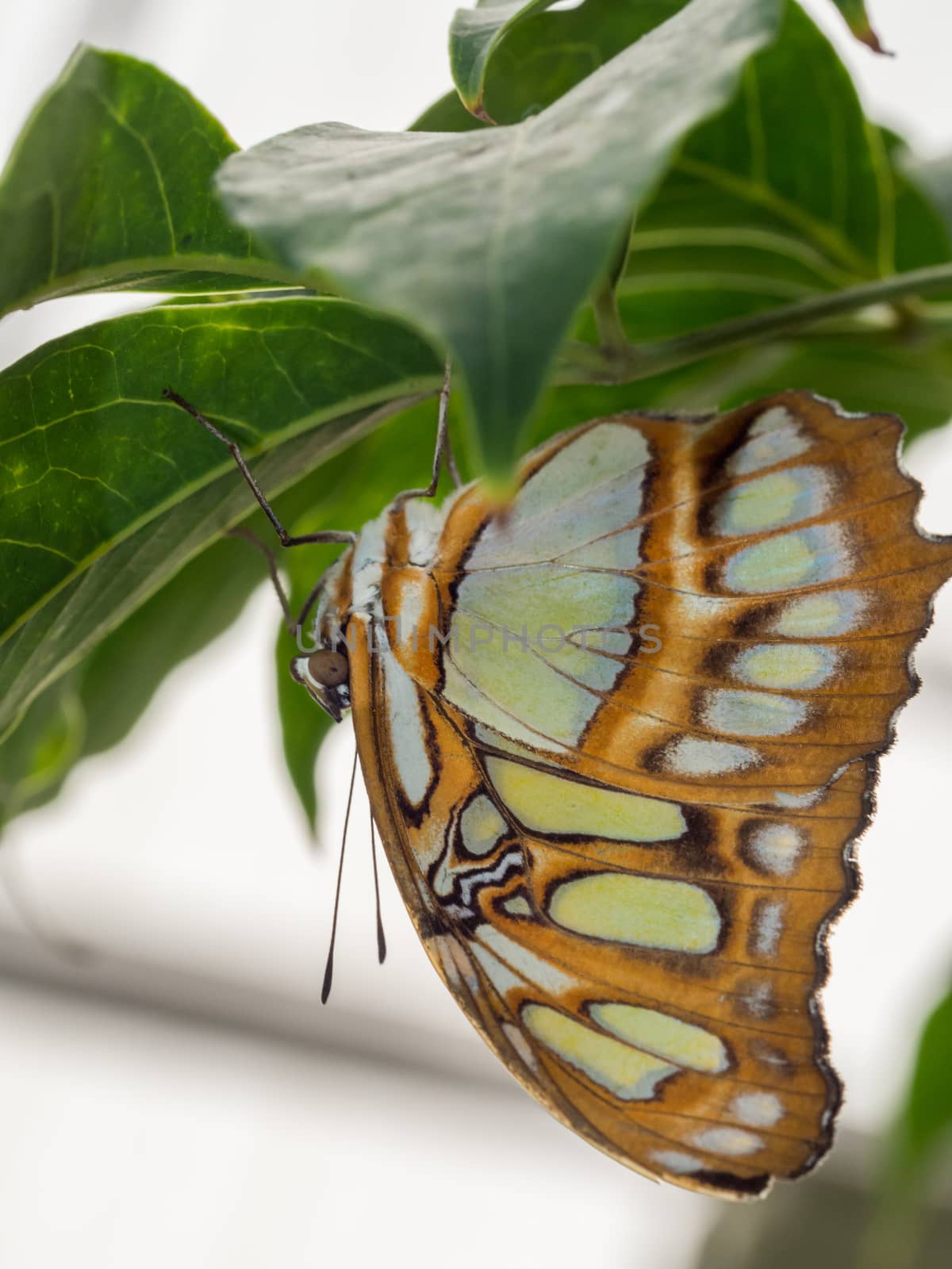 Upside down green and brown butterfly resting on a leaf