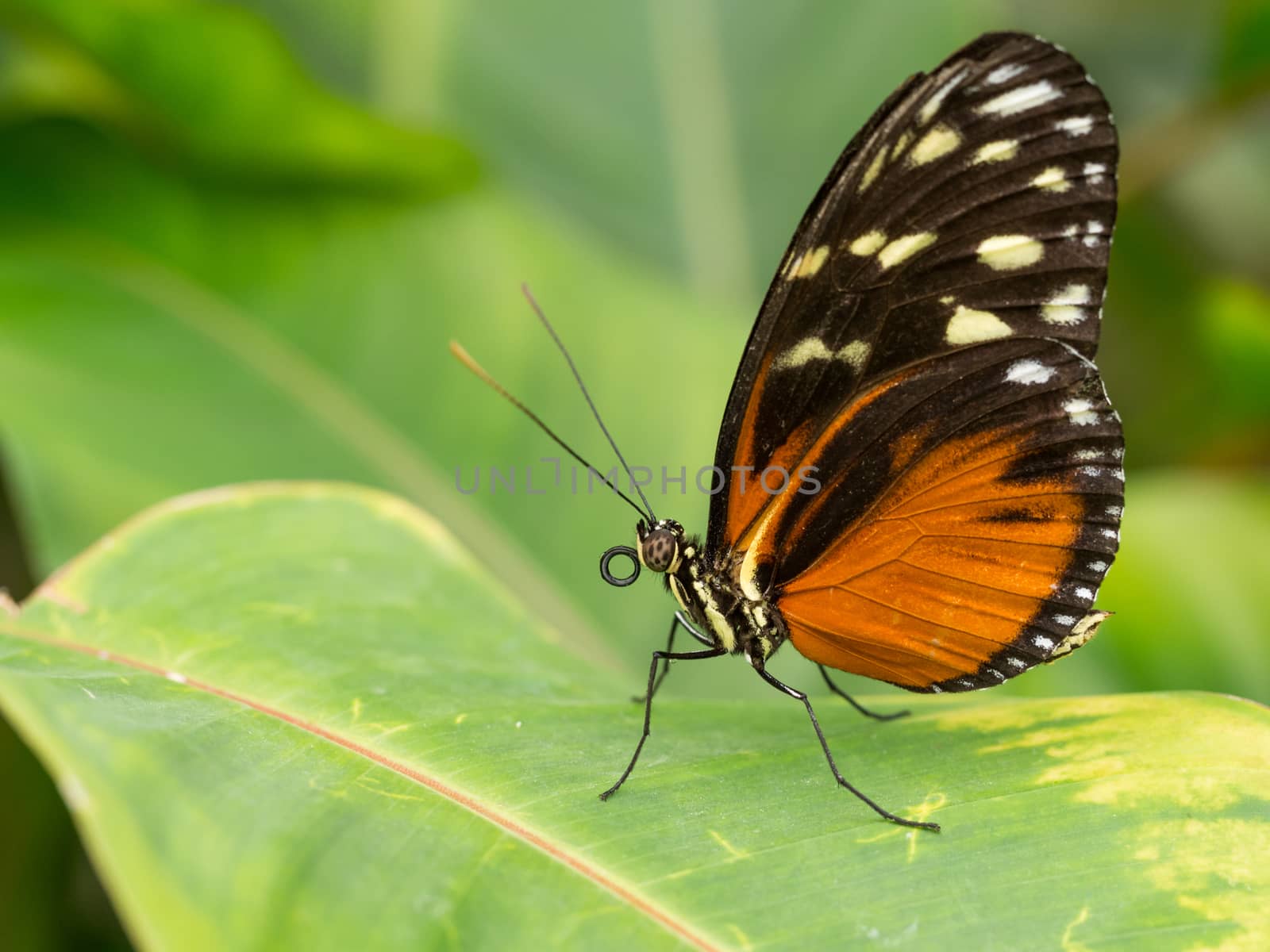 Black and orange spotted butterfly standing on leaf