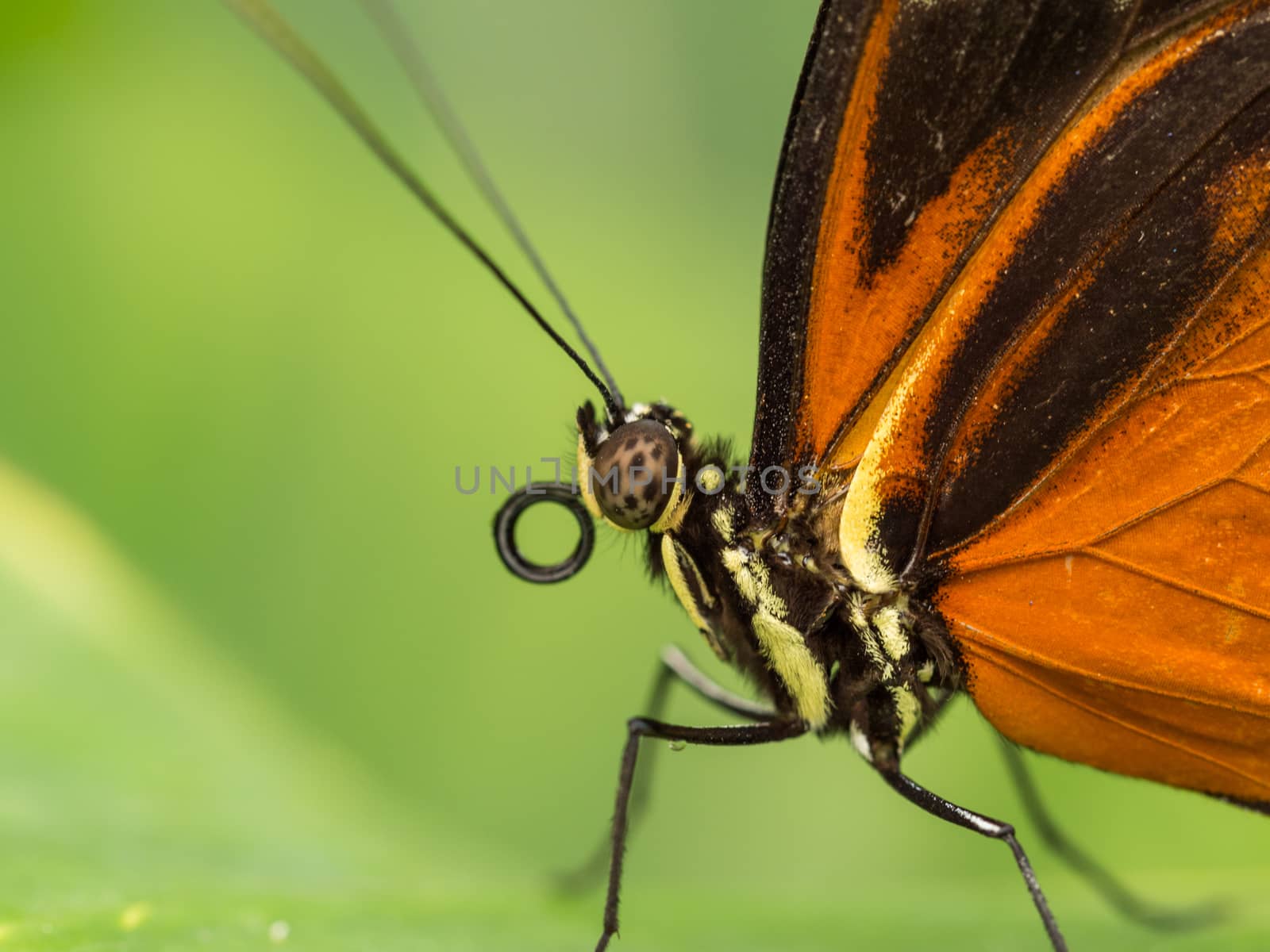 Closeup of Black and orange spotted butterfly standing on leaf