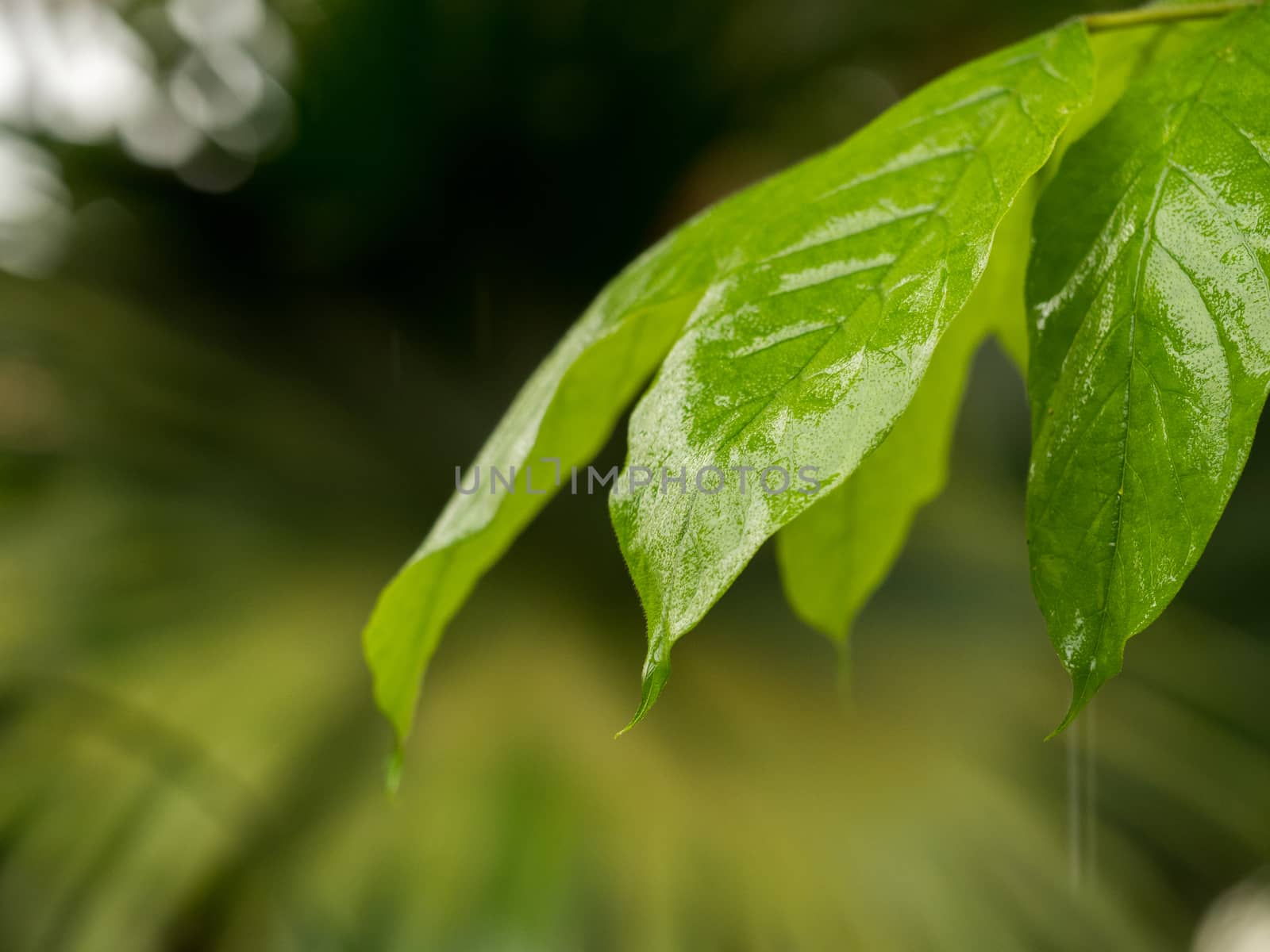 Closeup of a wet green leef in the rain