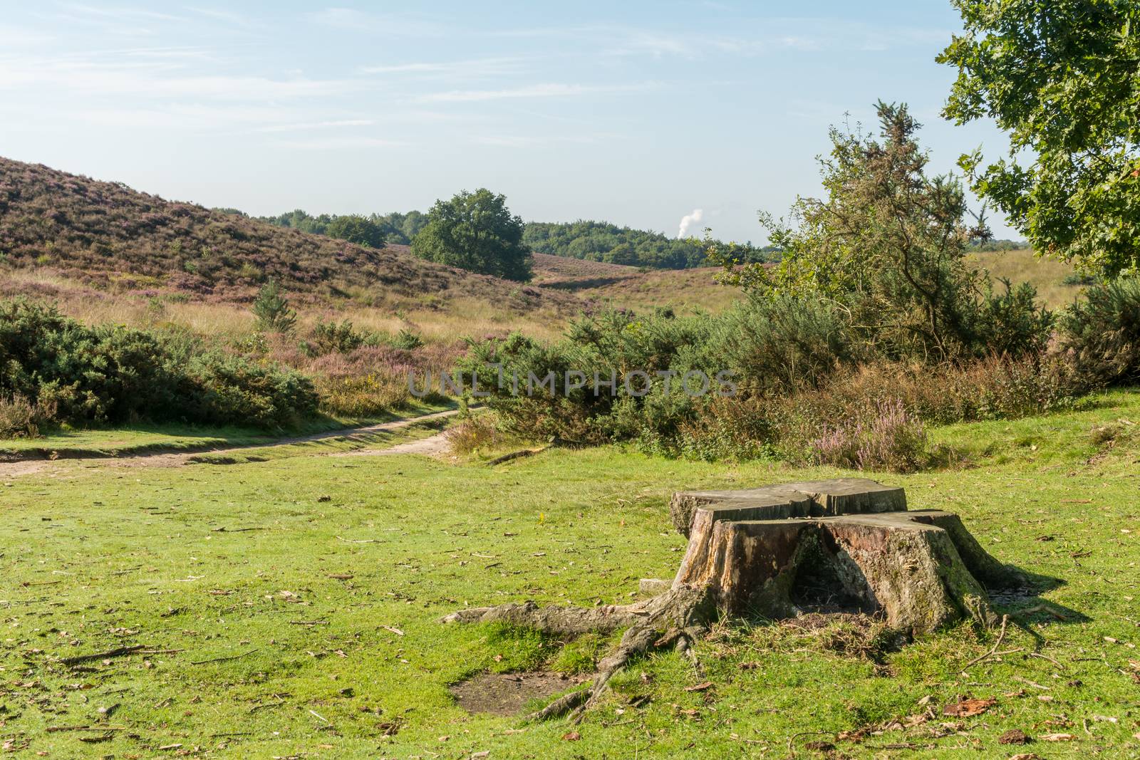 Tree stump between hills in dutch heathland