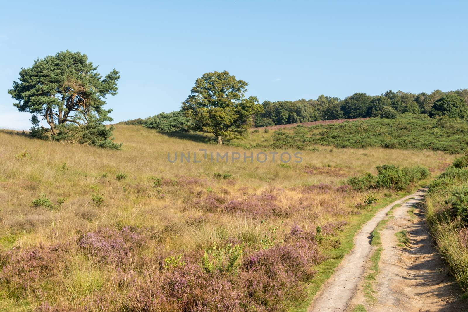 Path leading through hills in dutch heathland