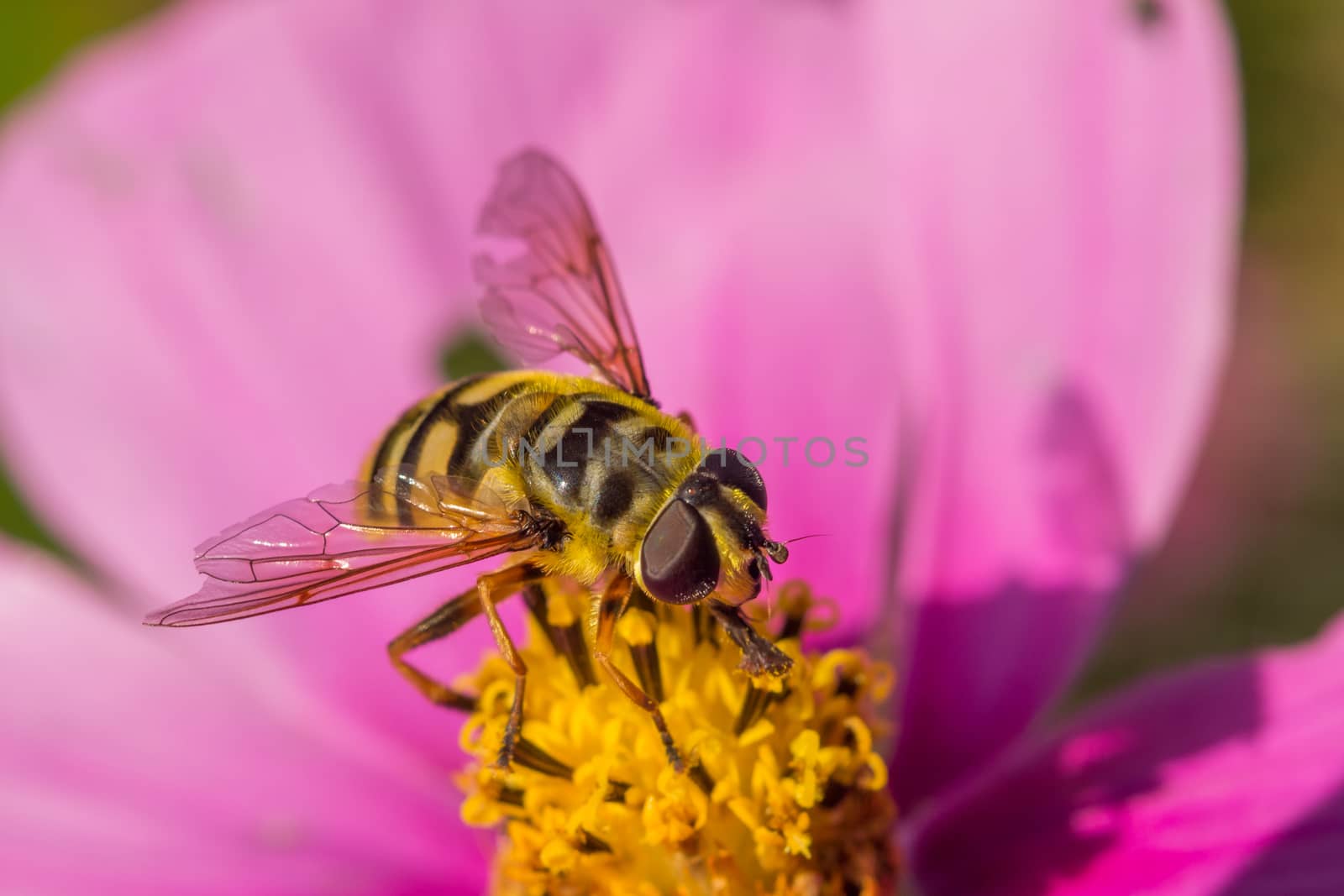 Wasp resting on pink flower by frankhoekzema