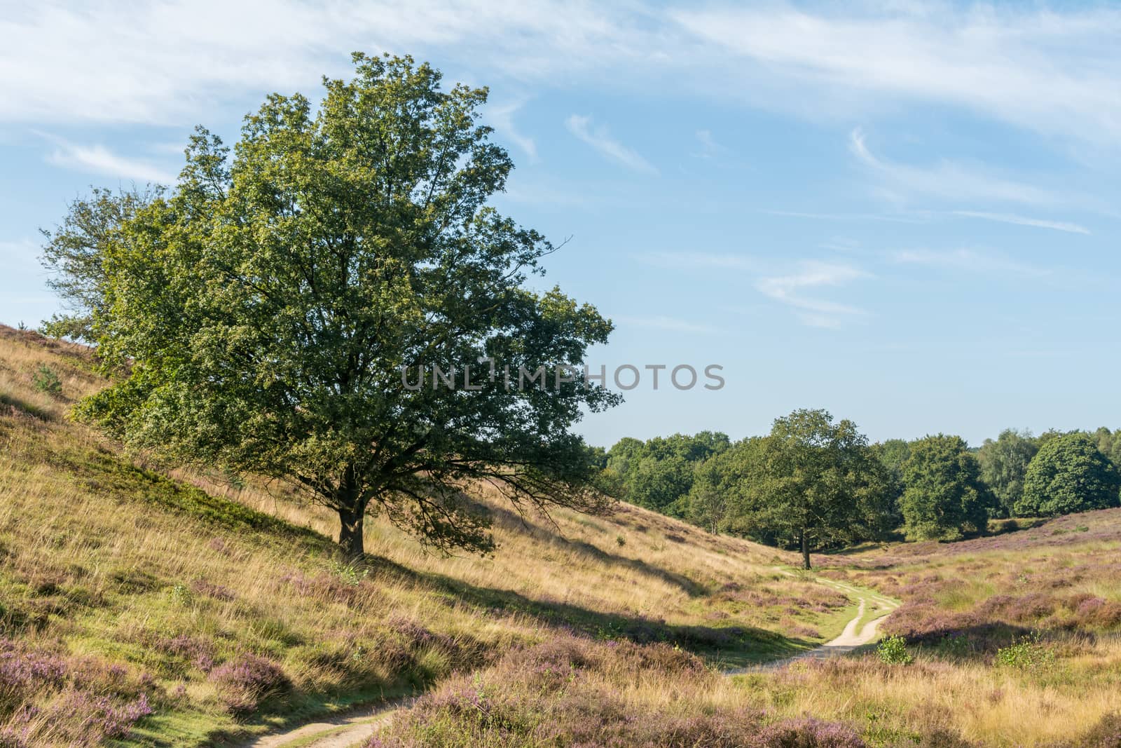 Tree on hill along path in heathland by frankhoekzema