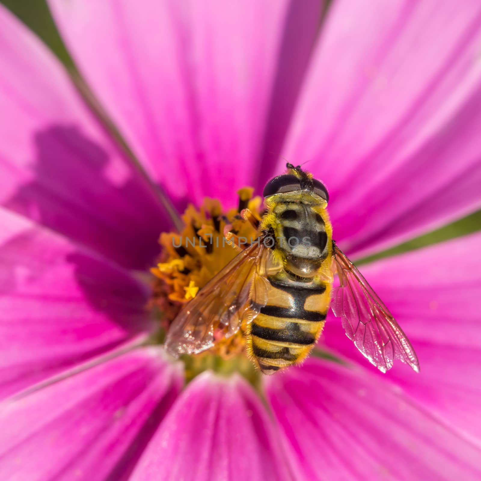 Top view of a wasp resting on a pink flower