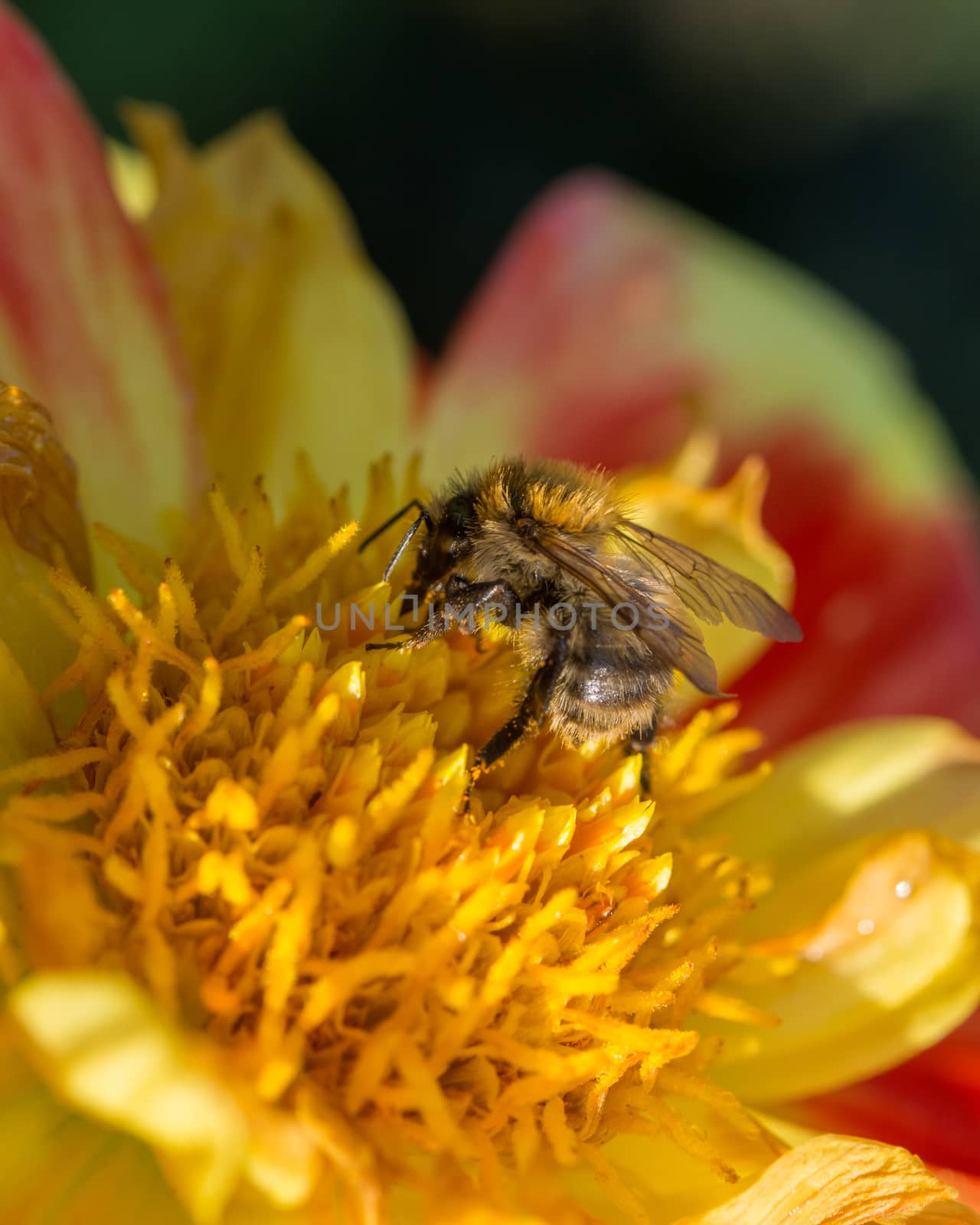 Vertical shot of a leafcutter bee pollinating on yellow and red flower