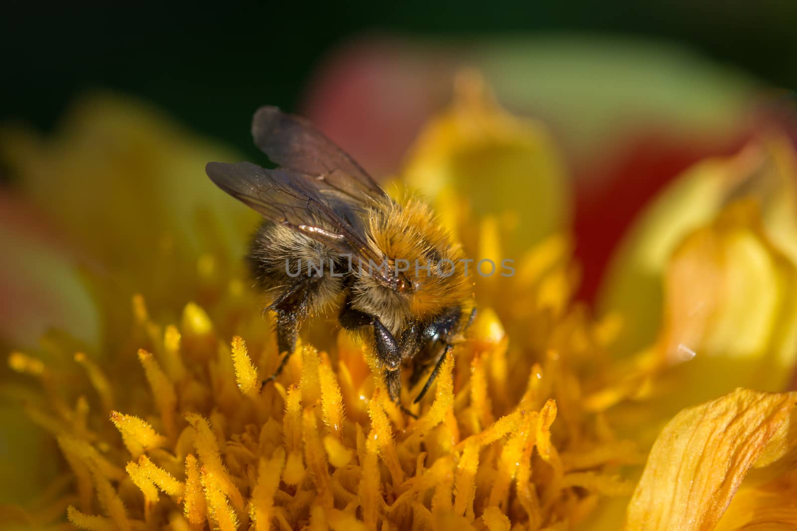 Horizontal shot of a bee pollinating on yellow and red flower