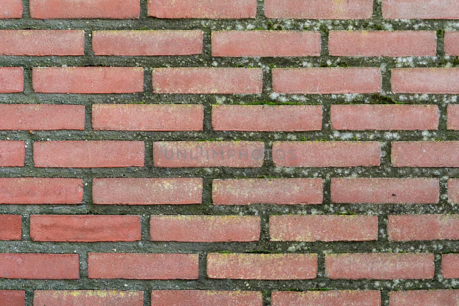 Aging brick wall covered in moss by frankhoekzema