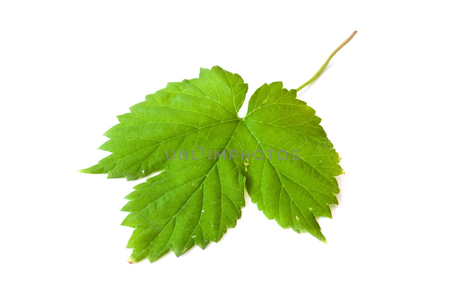 Isolated leaf of vine  on white background by NeydtStock