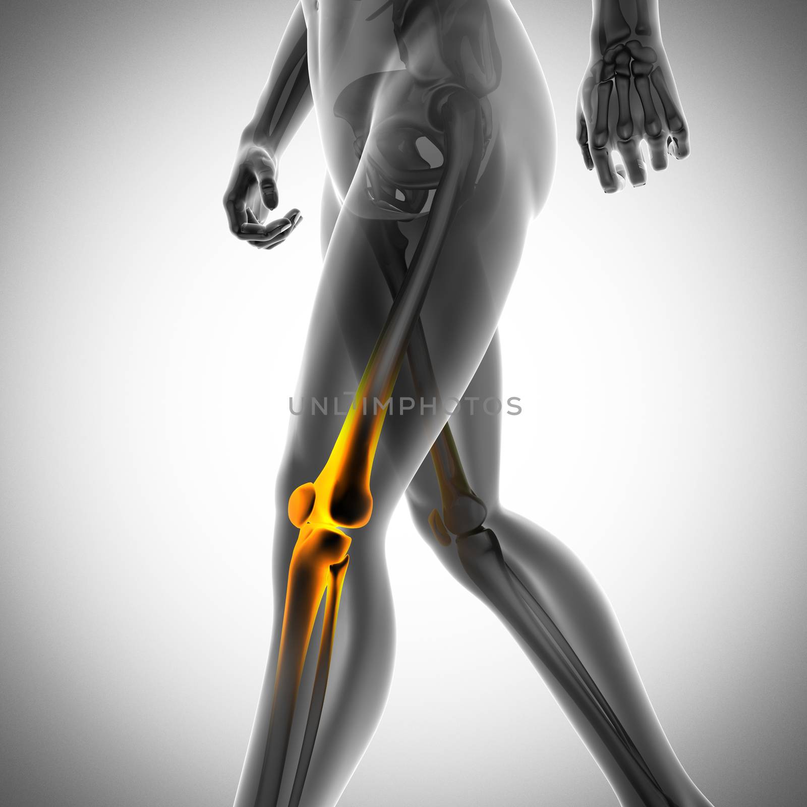human bones radiography scan. x-ray  image