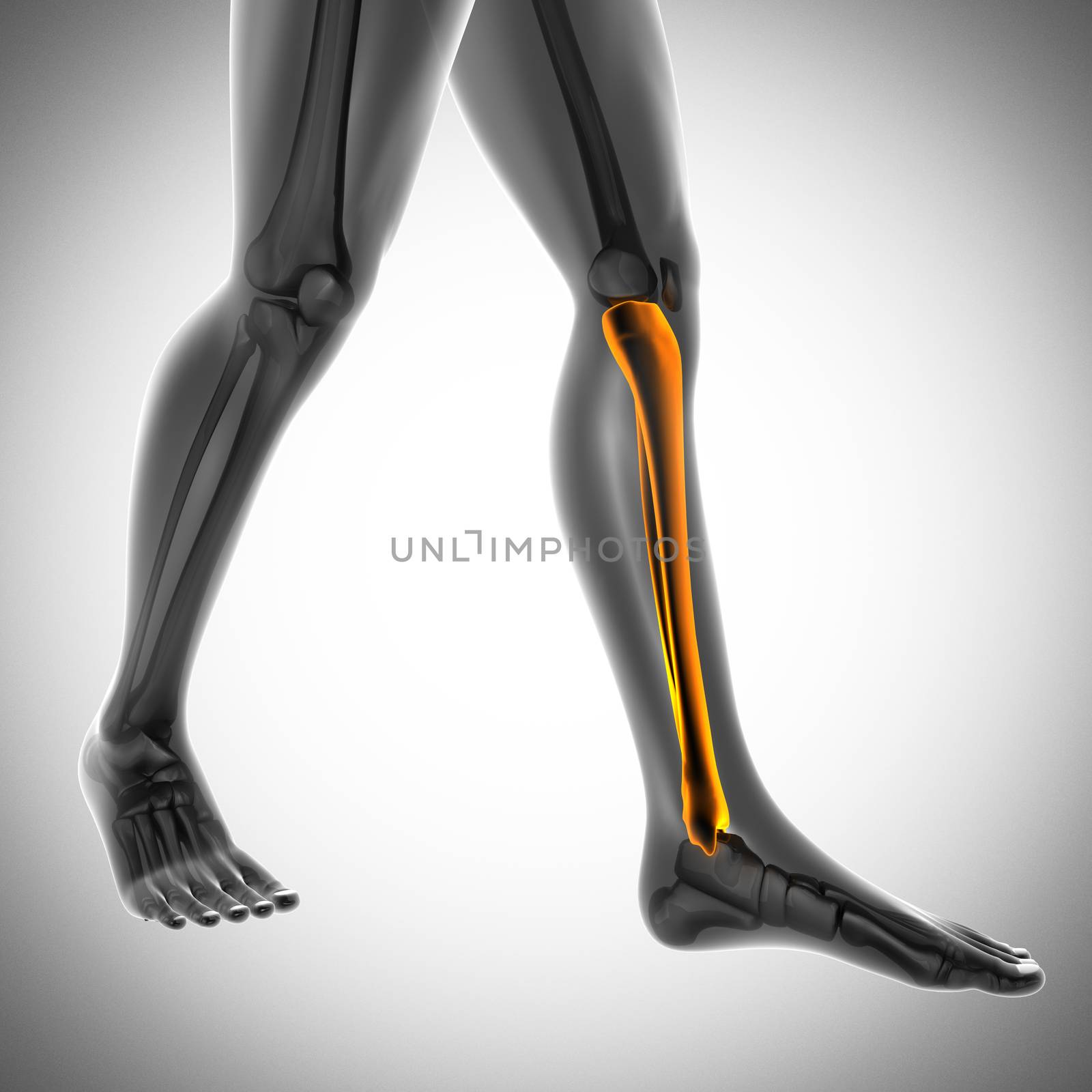 human bones radiography scan. x-ray  image