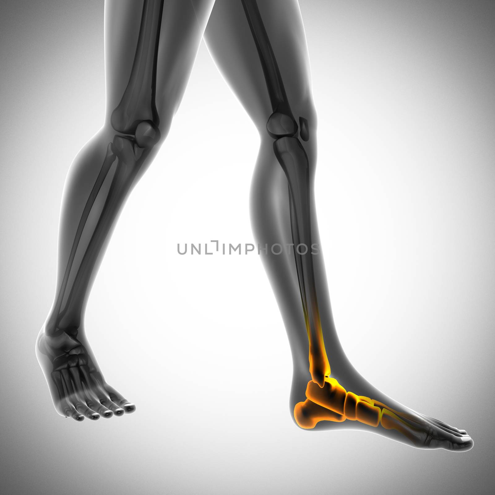human bones radiography scan. x-ray  image