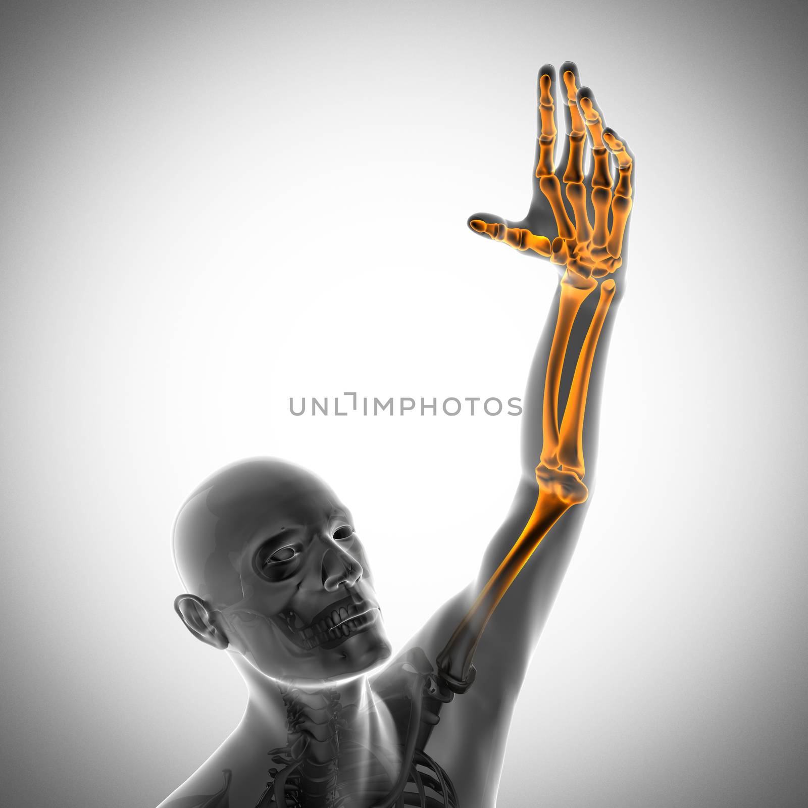 human bones radiography scan. x-ray  image