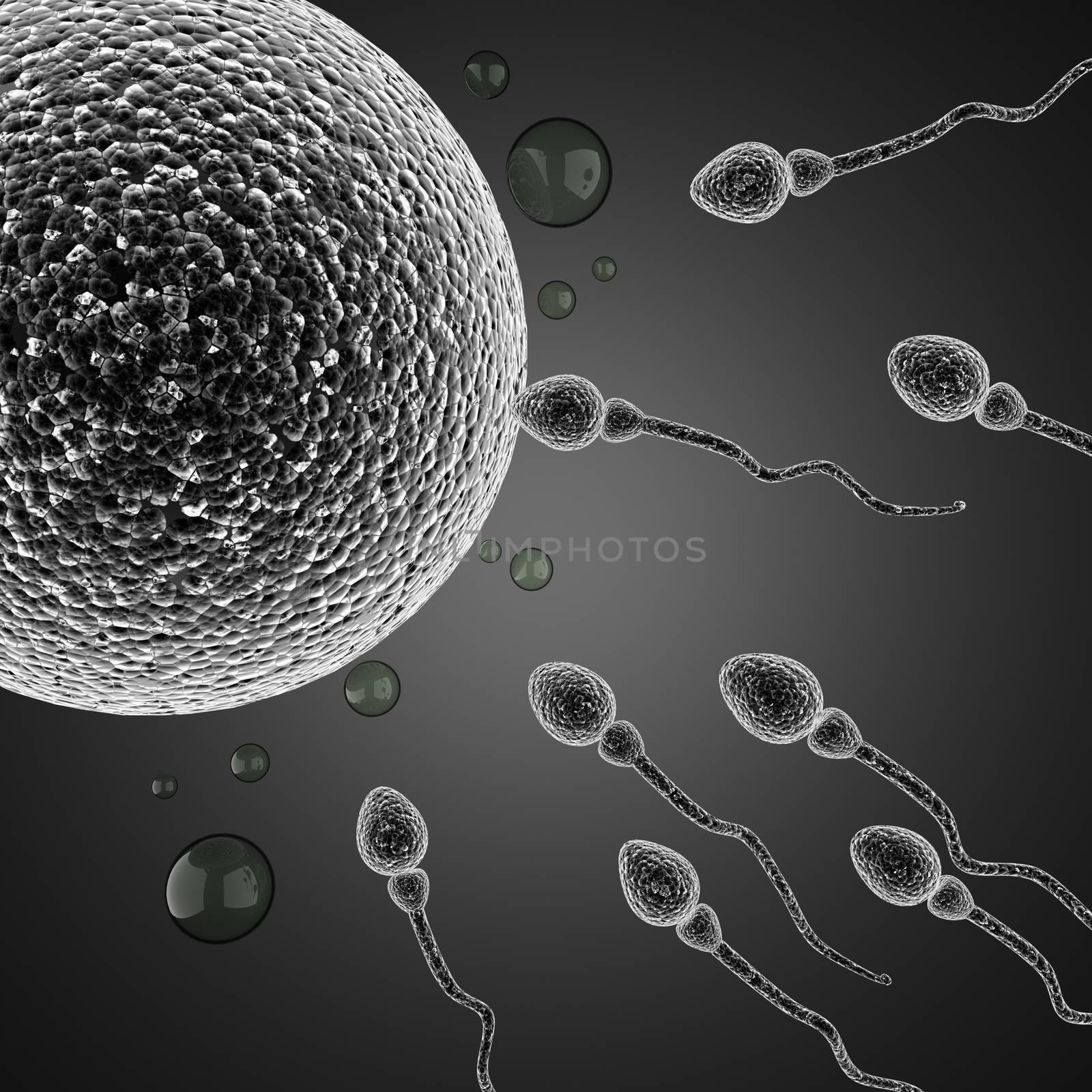 sperm and egg cell. microscopic image