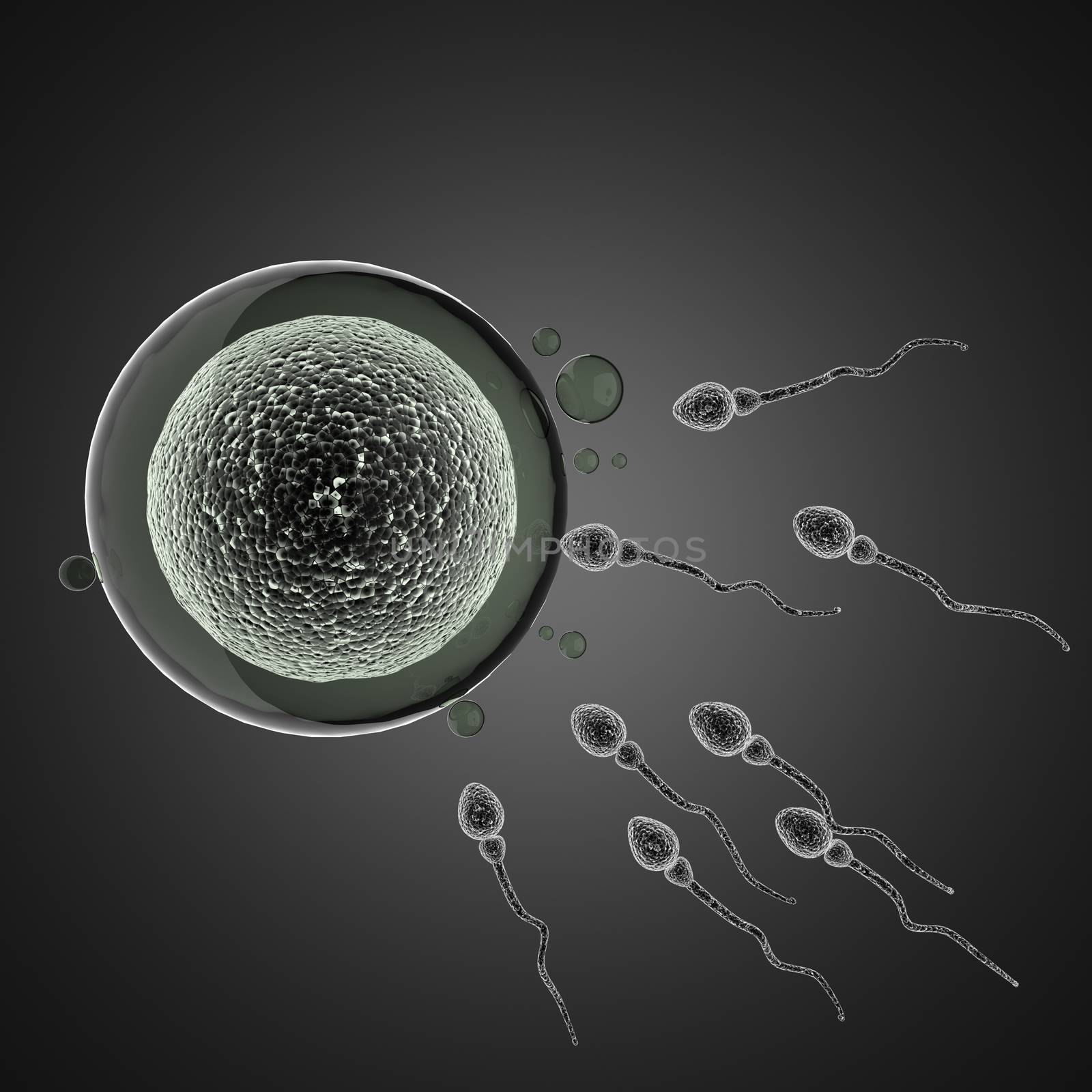 sperm and egg cell. microscopic image