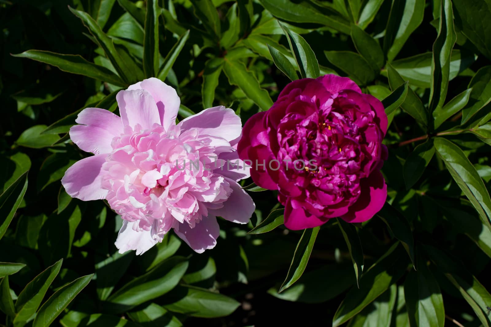 Pink and red big peonies in the garden
