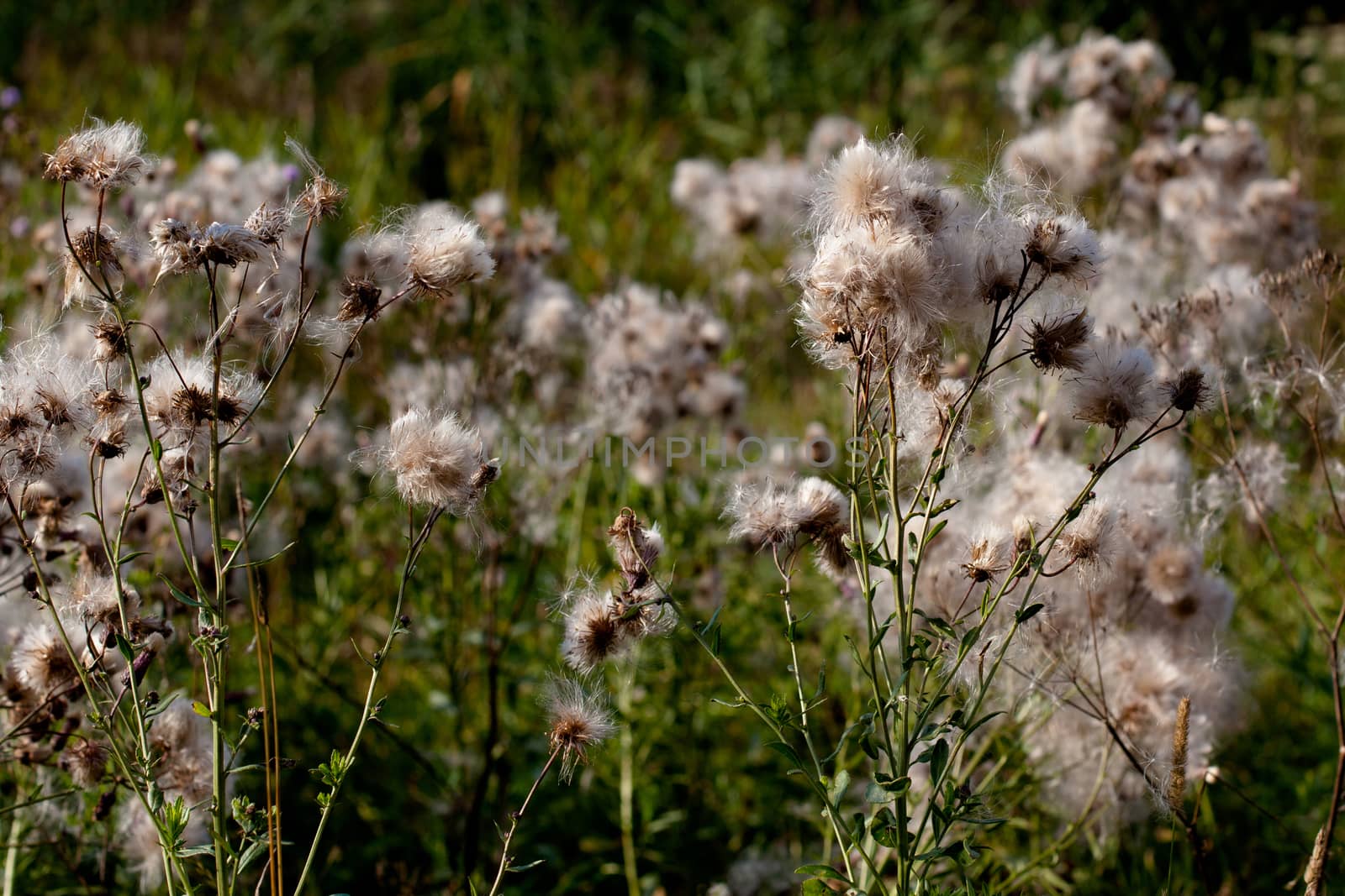 Spines and fuff on plants in green field in sunny day
