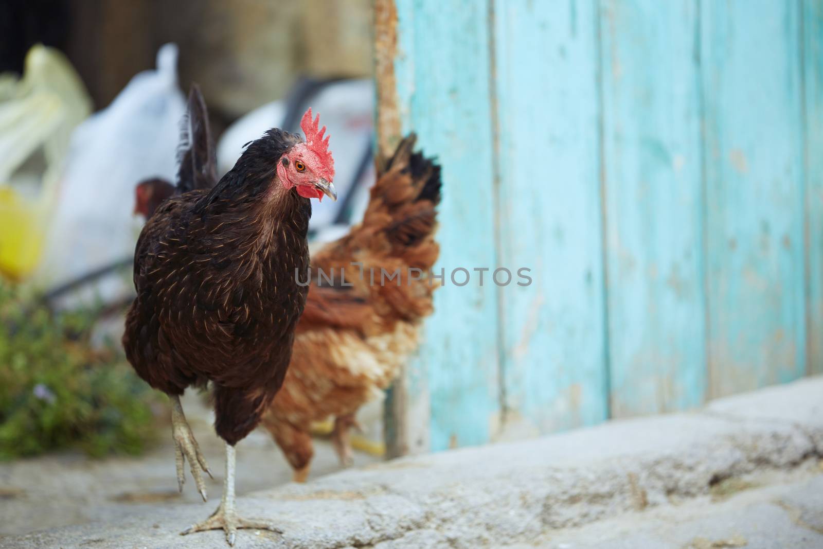Rooster and hen in hennery. Horizontal photo