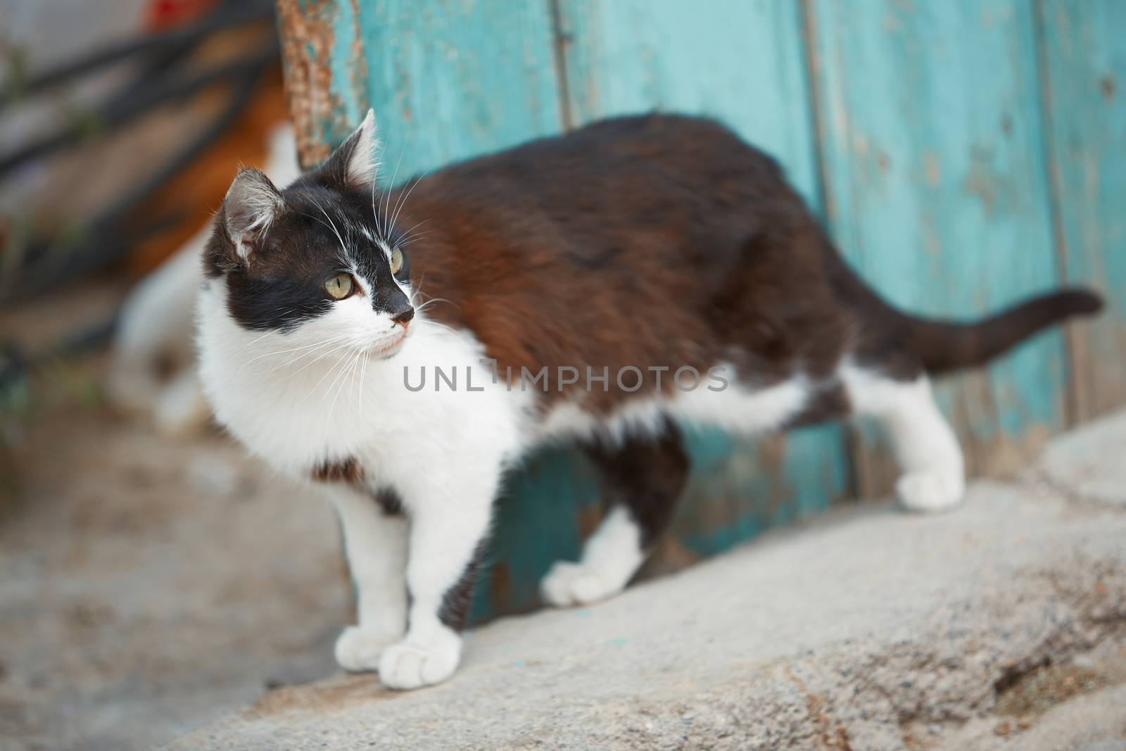 Domestic cat in the village. Turkey