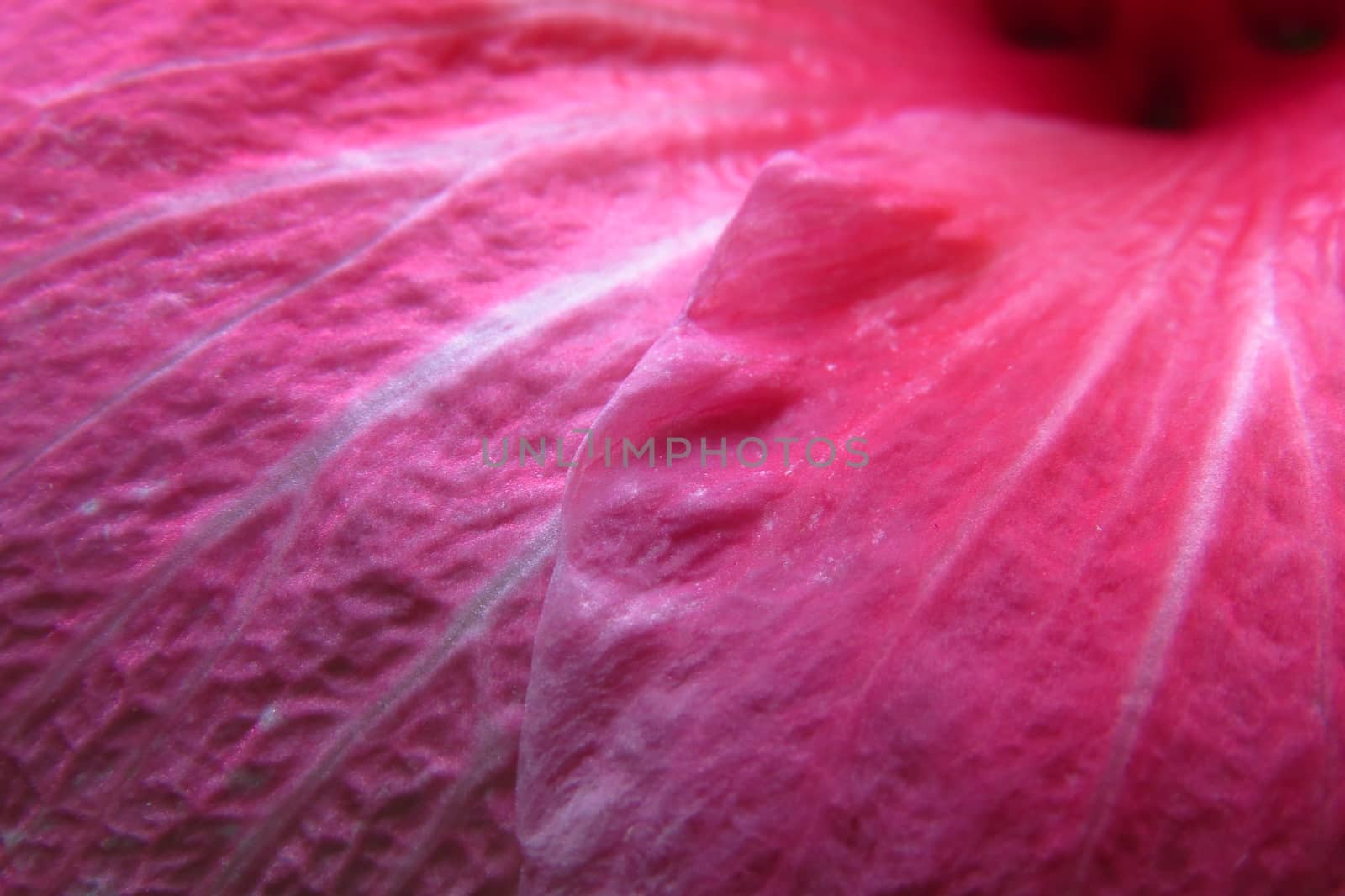 A background of beautiful petal texture of a pink flower showing its detail veins structure