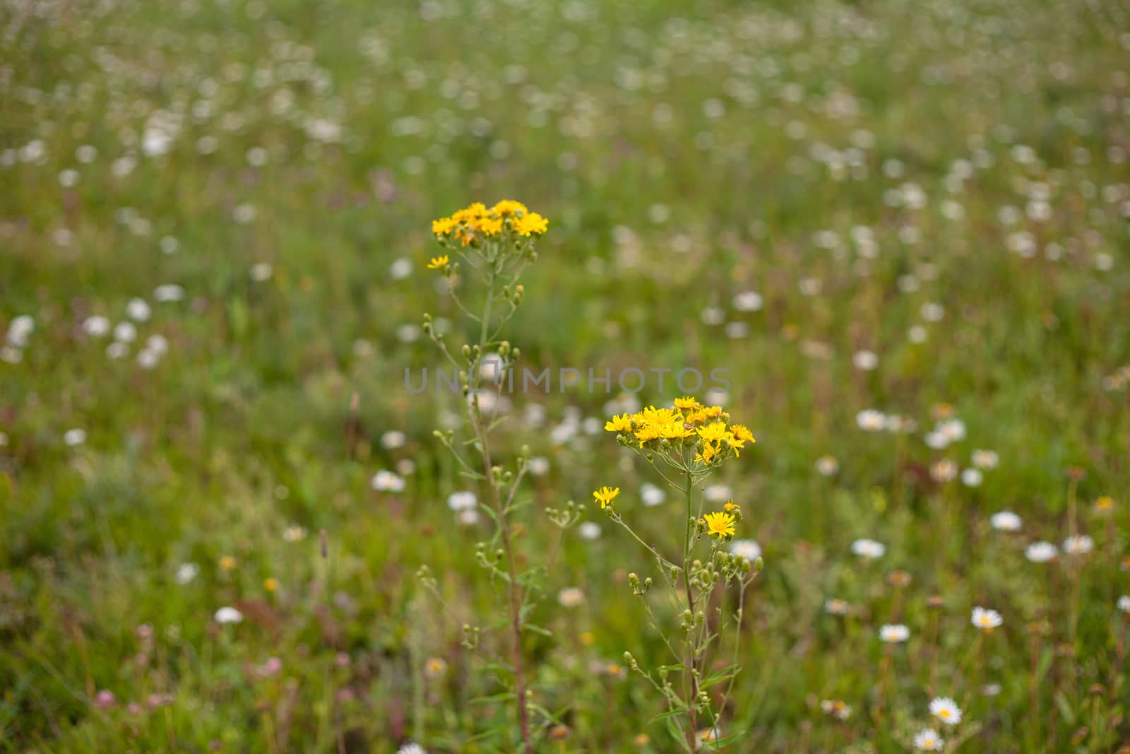 Yellow wildflowers by foaloce