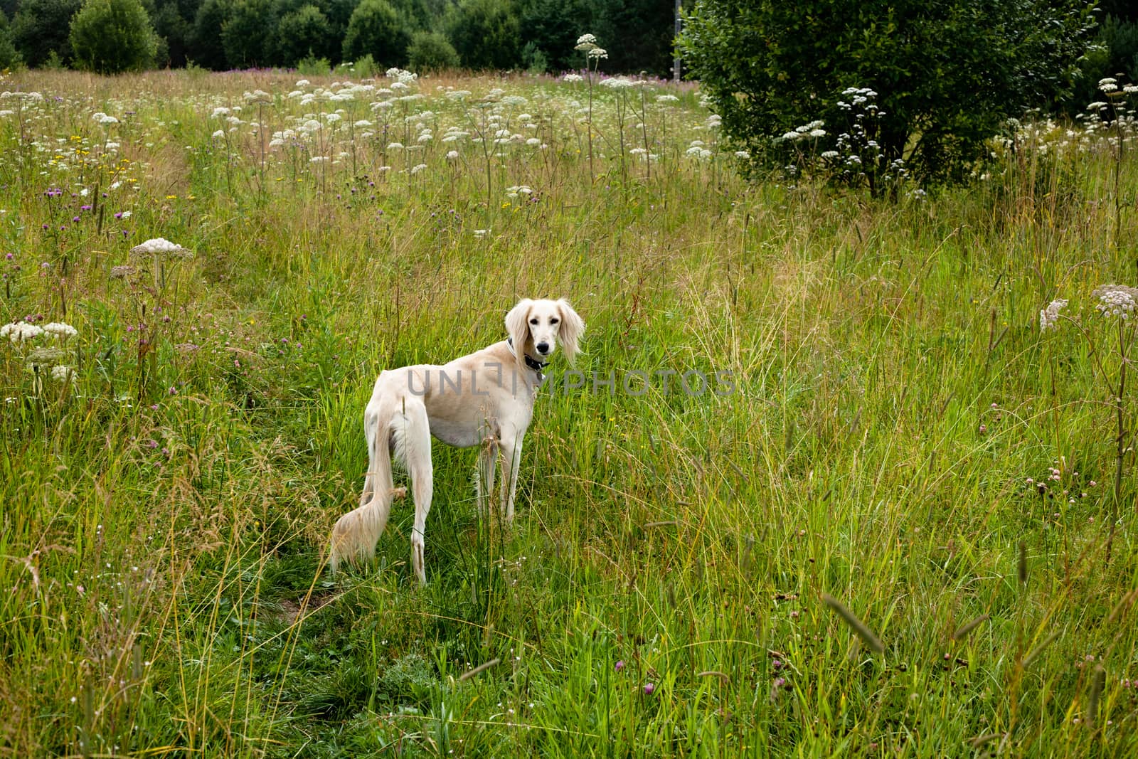 A standing white saluki in green grass
