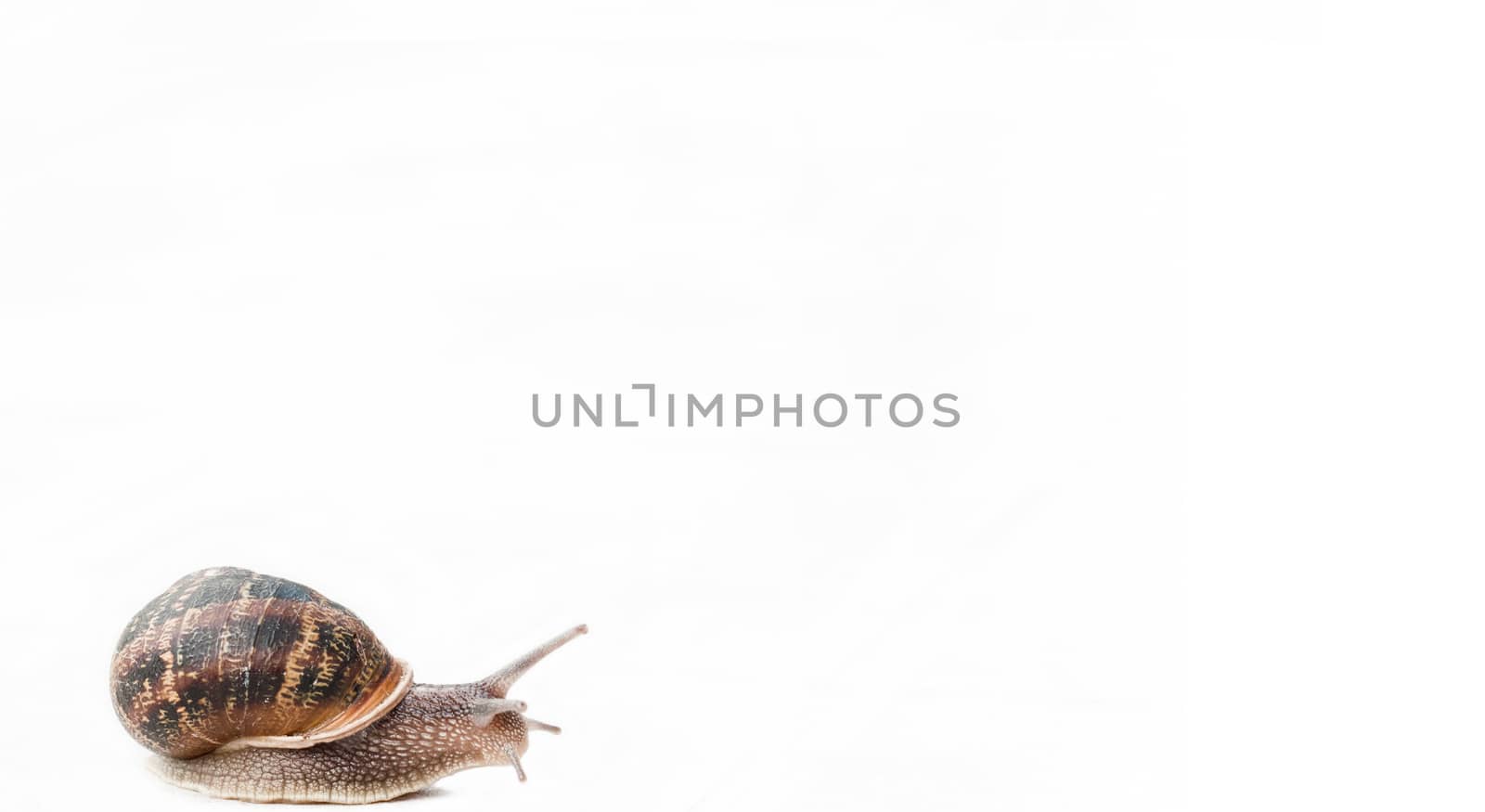gastropod isolated on white background