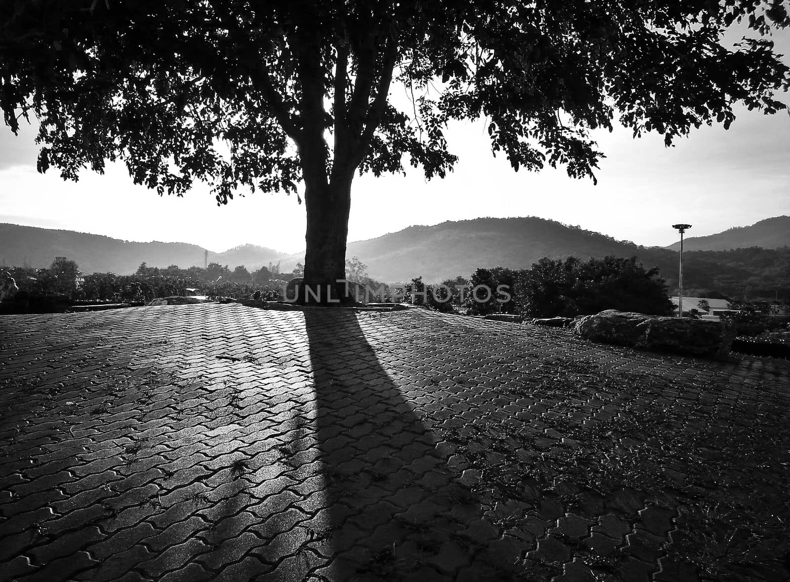 black and white magical sunrise with lonely tree by nopparats