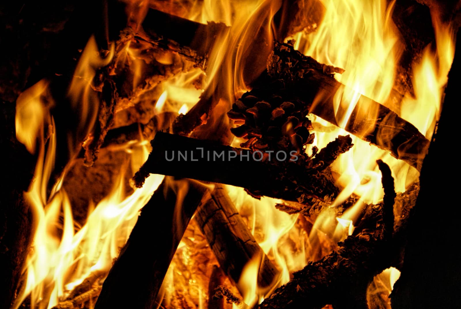 Campfire made of branches and cones burning in the night   