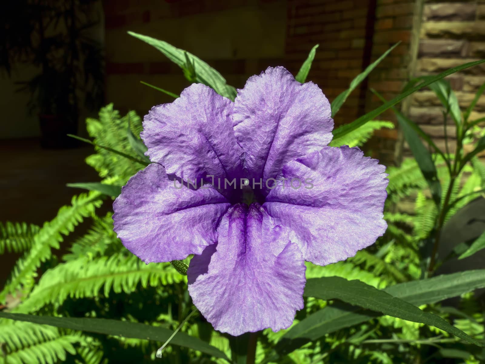 Ruellia Tuberosa, known as Minnie Root, Fever Root, Snapdragon Root and Sheep Potato
