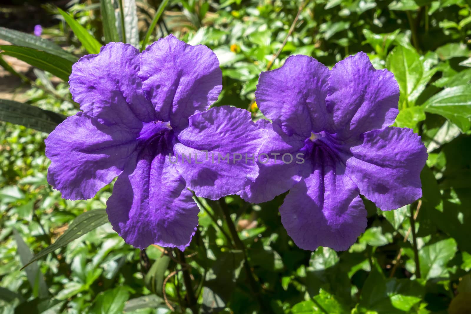 Two Ruellia Tuberosa Flowers. Also known as Minnie Root, Fever Root, Snapdragon Root and Sheep Potato