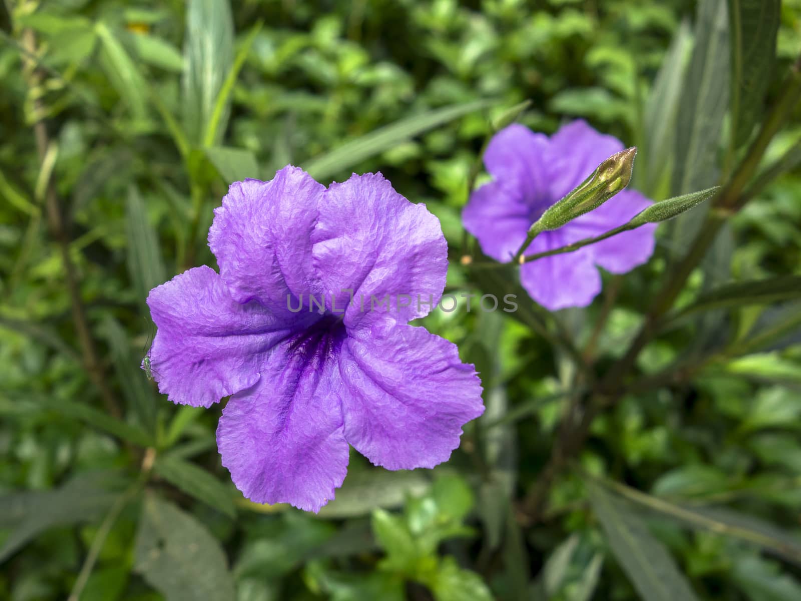 Ruellia Tuberosa Flowers. by GNNick